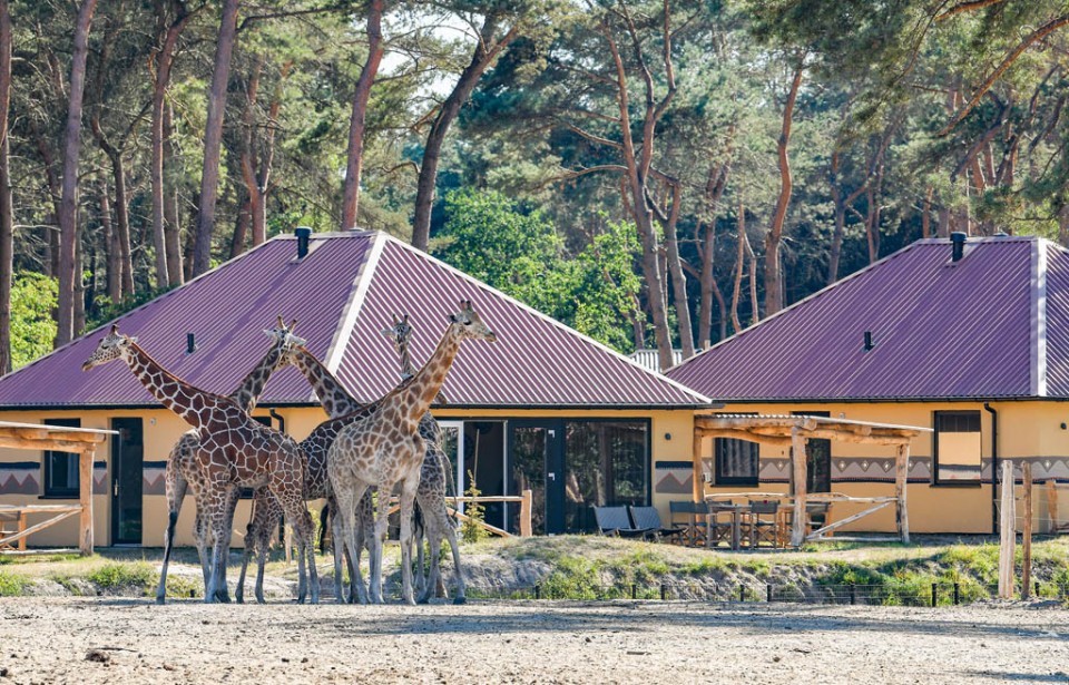 5-daagse Safari Resort Beekse Bergen september 2020